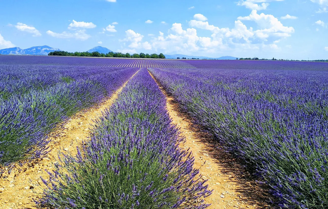 Photo wallpaper field, flowers, Nature, Landscape, lavender