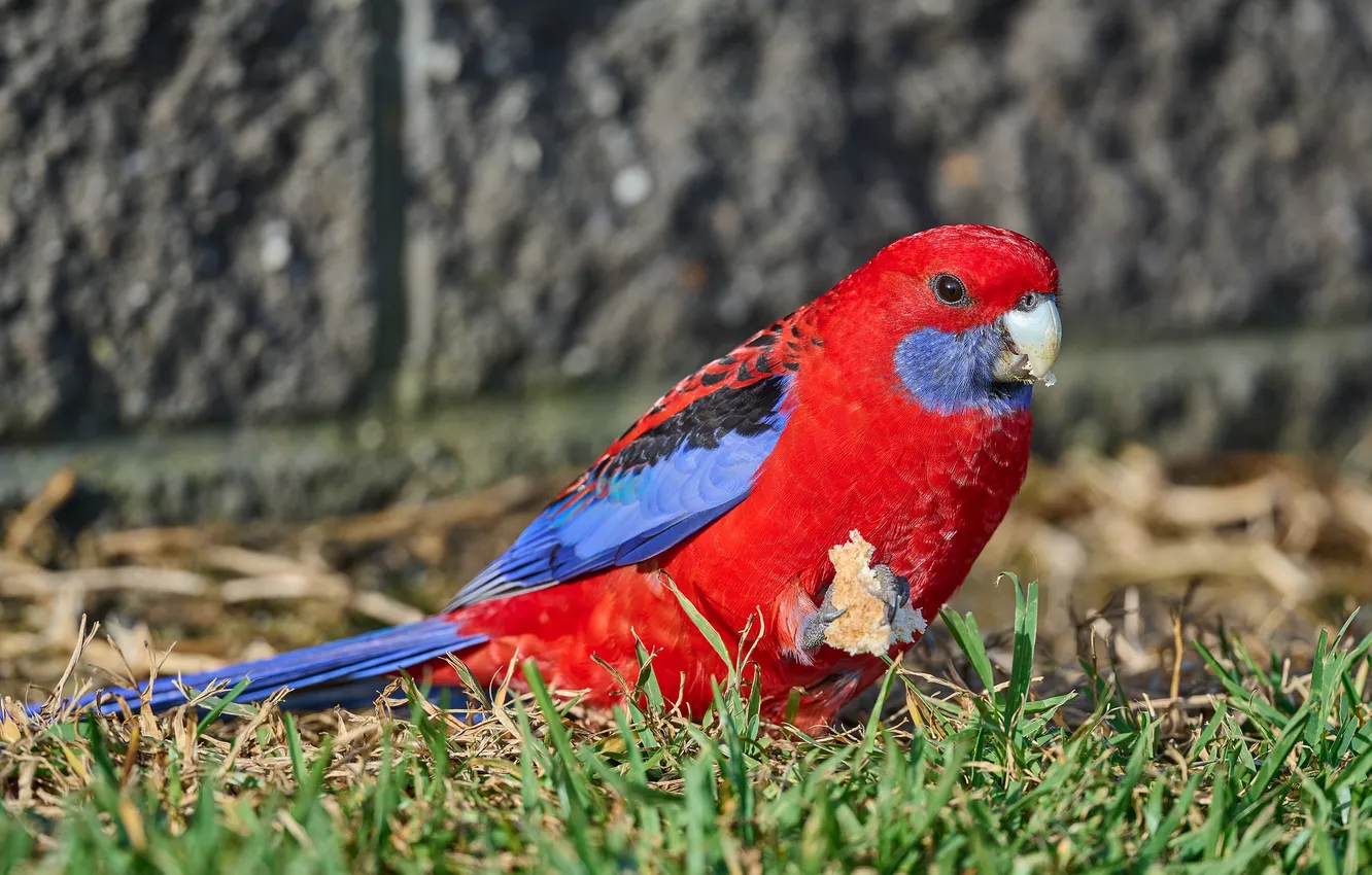 Photo wallpaper grass, red, wall, bird, parrot