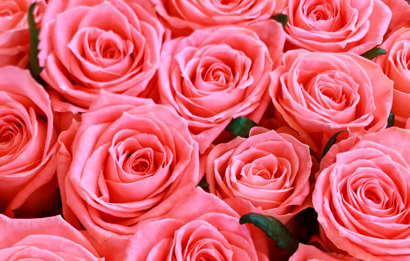 Photo wallpaper flowers, roses, pink, @id.food