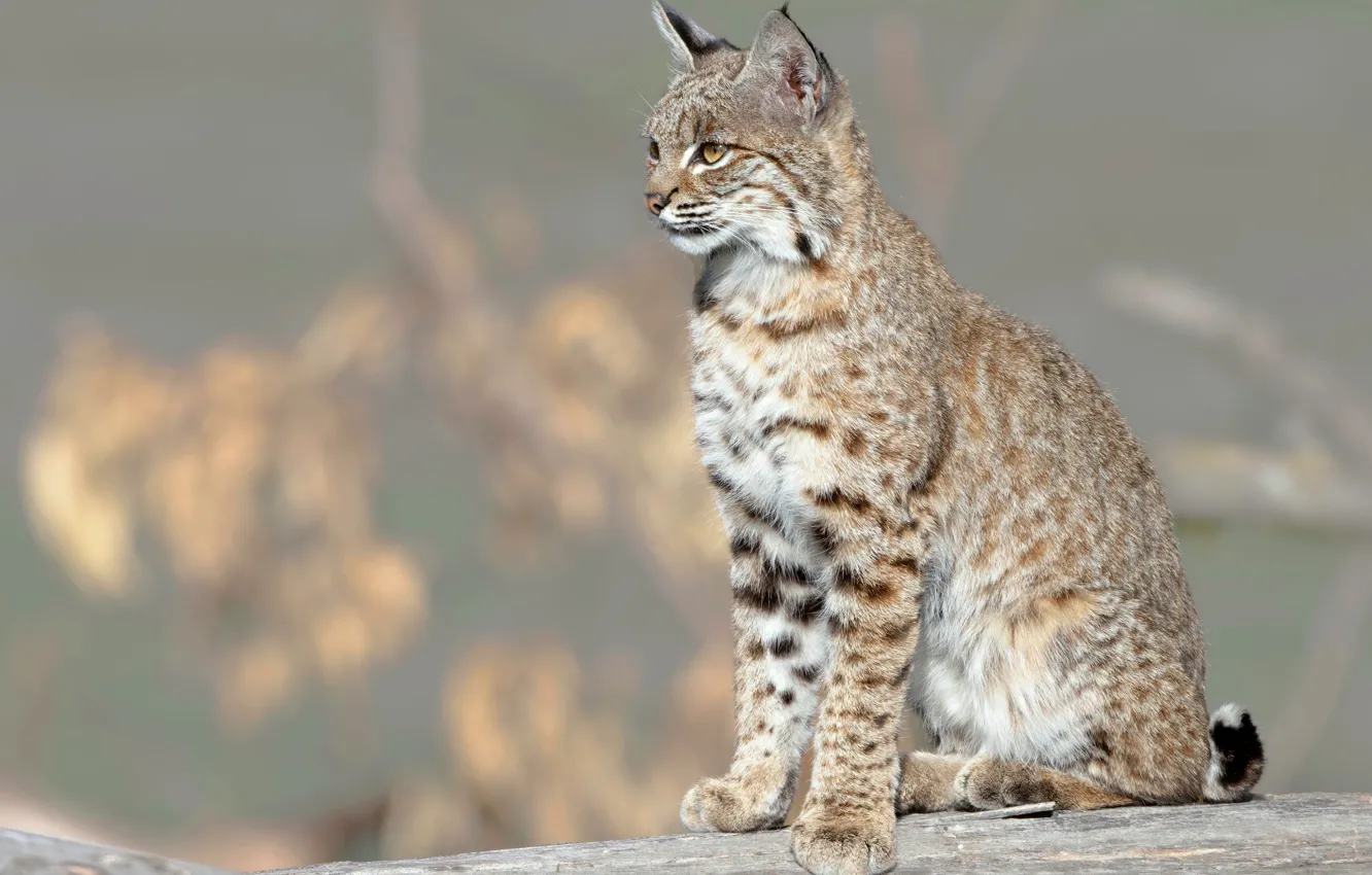 Photo wallpaper look, branches, nature, pose, log, grey background, lynx, face