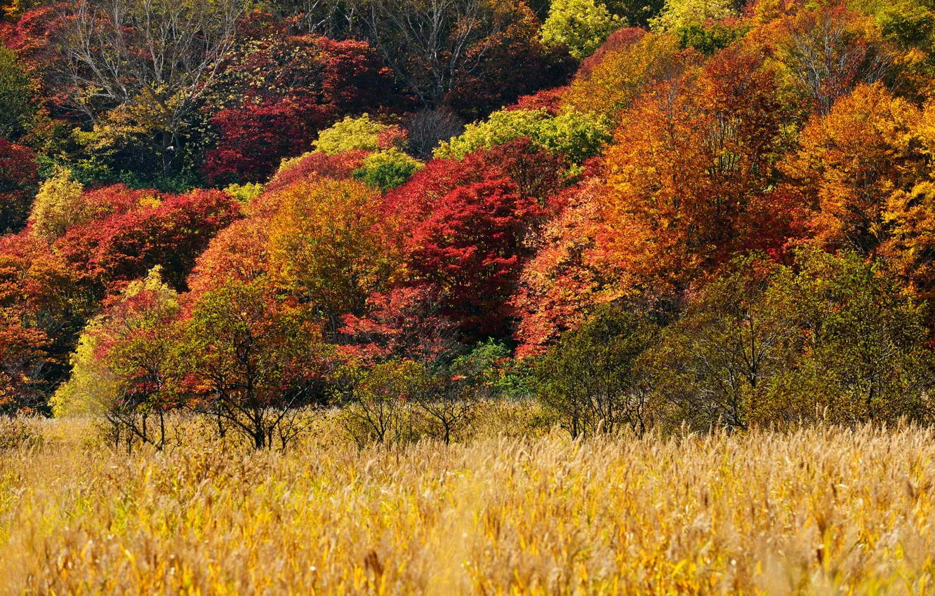 Photo wallpaper autumn, grass, trees, slope