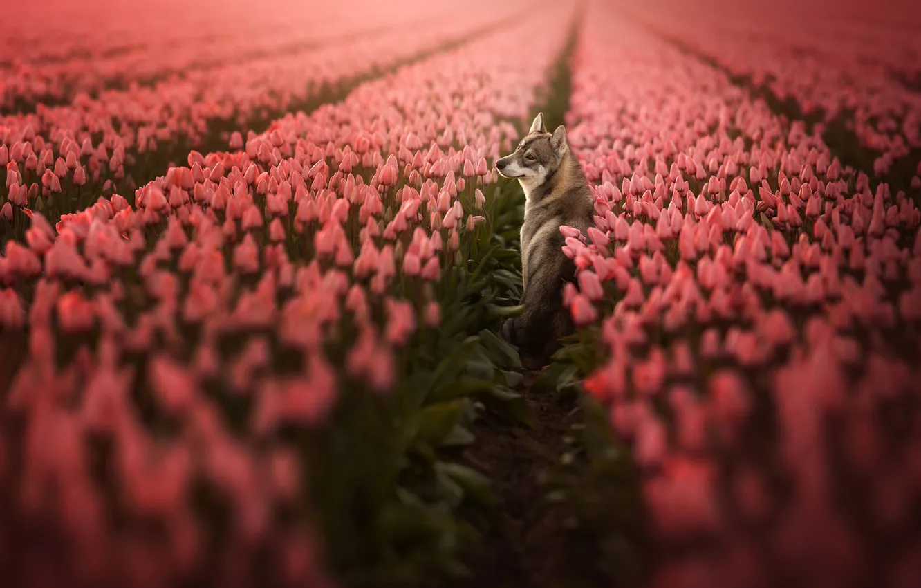 Photo wallpaper field, look, leaves, flowers, red, nature, pose, grey