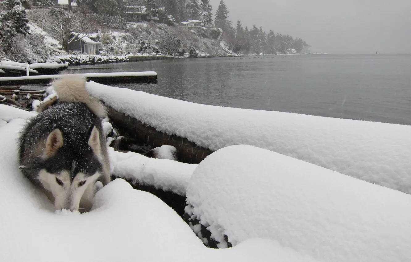 Photo wallpaper winter, river, dog, Laika