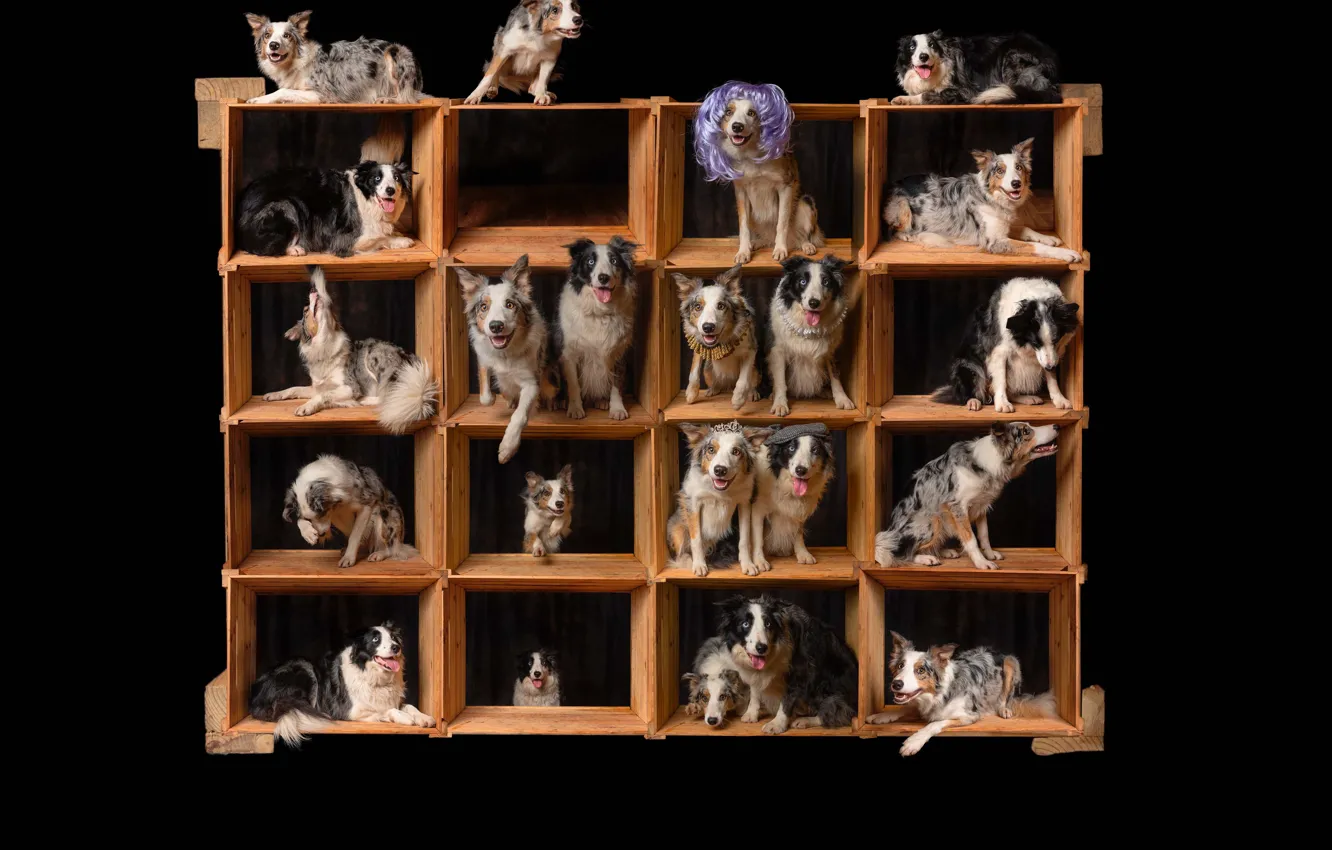 Photo wallpaper background, each, dog