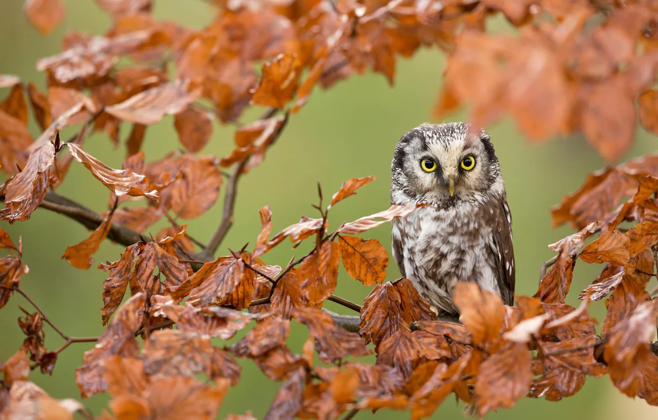 Photo wallpaper autumn, forest, leaves, branches, owl, bird