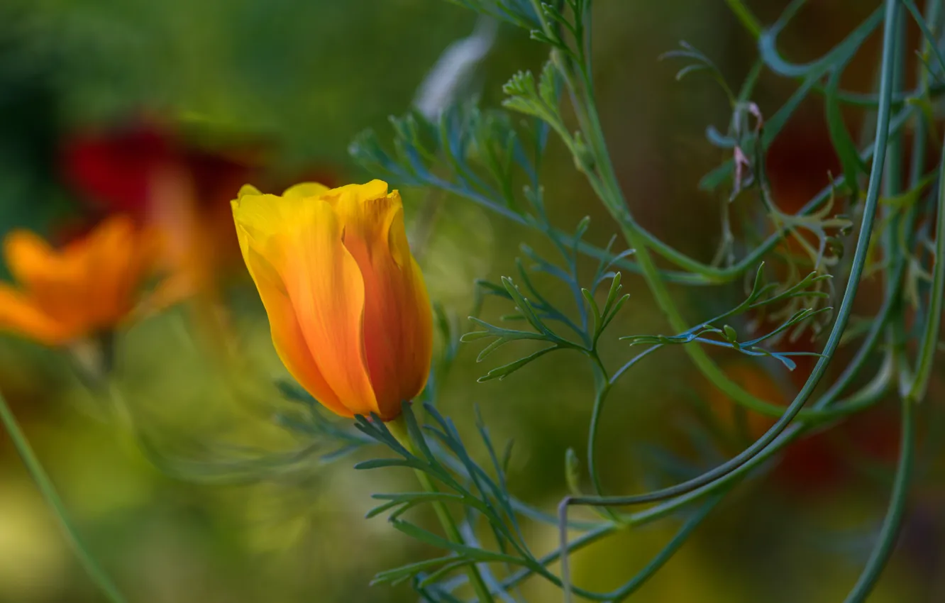 Photo wallpaper leaves, flowers, orange, blur, stem, buds, bokeh, Escholzia