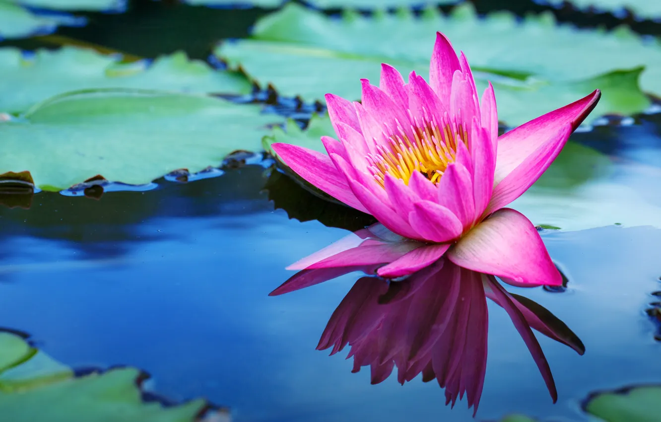 Photo wallpaper flowers, lake, Lotus, Lily, Lotus, pink, flowers, lake