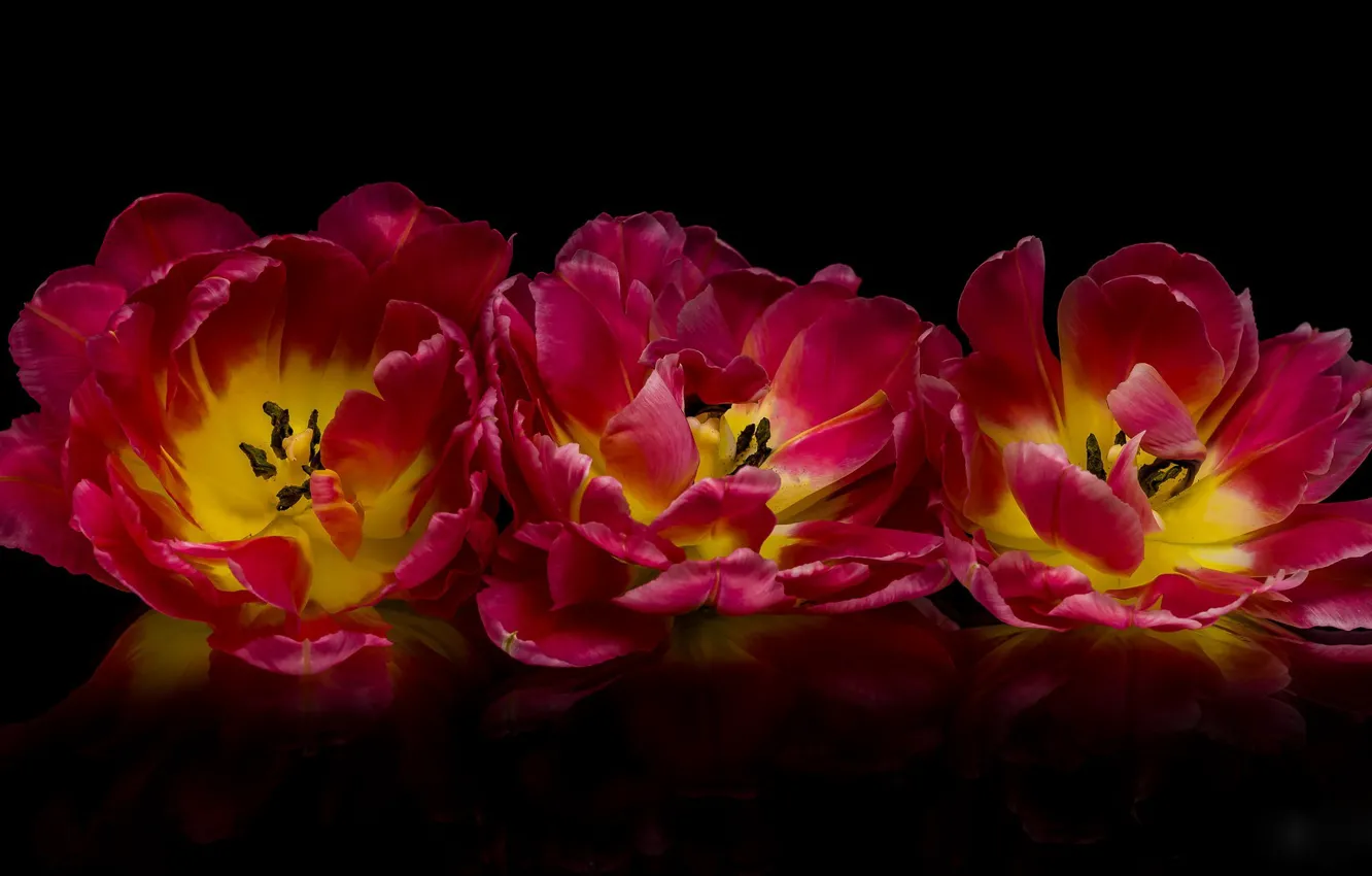 Photo wallpaper flowers, the dark background, tulips