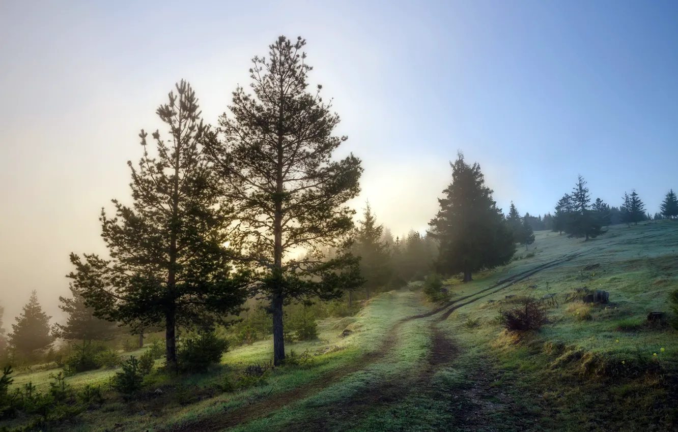 Photo wallpaper road, fog, morning