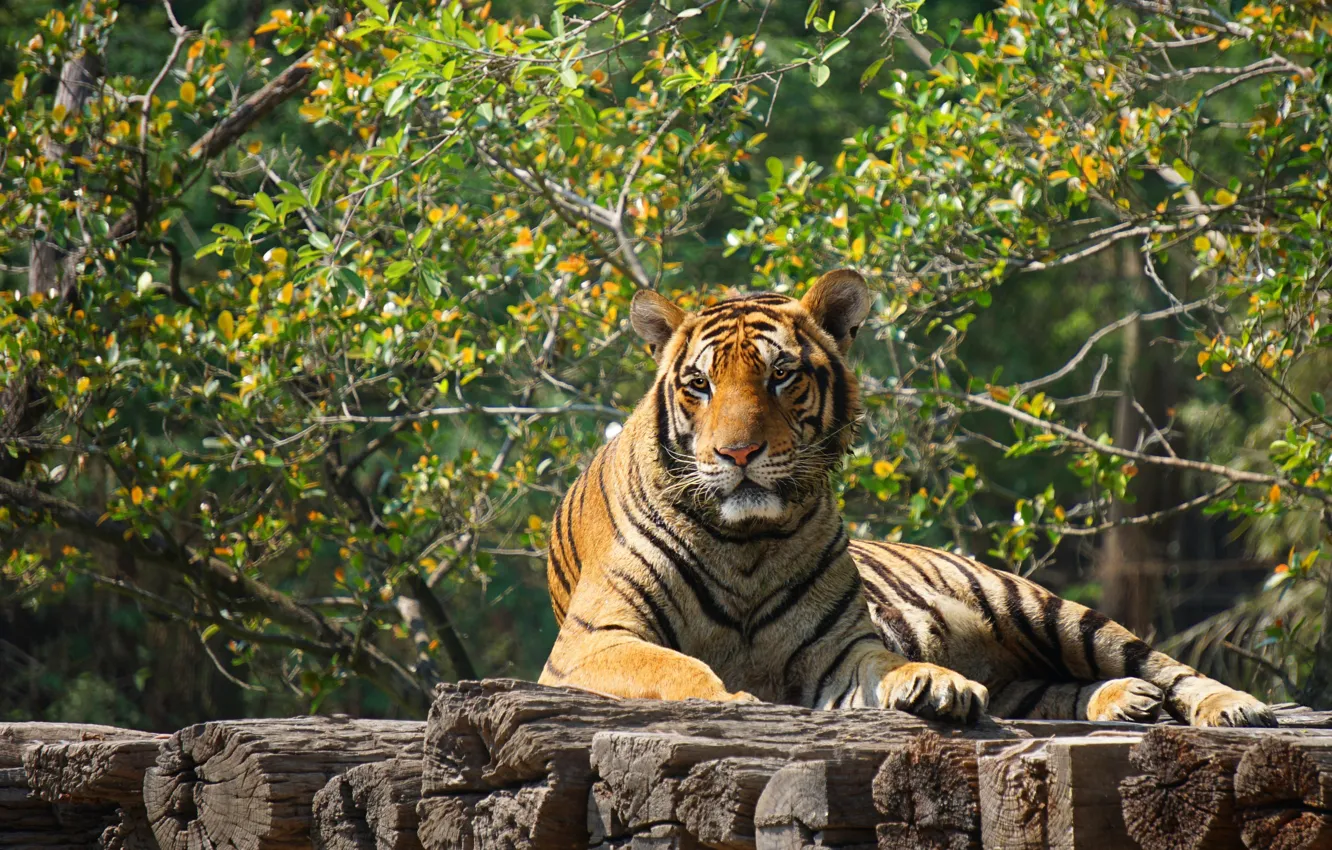Photo wallpaper look, face, nature, tiger, pose