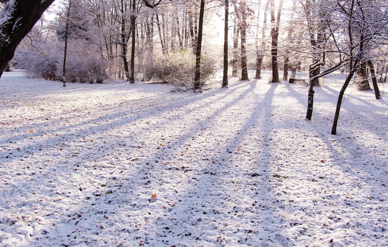 Photo wallpaper forest, park, winter, snow