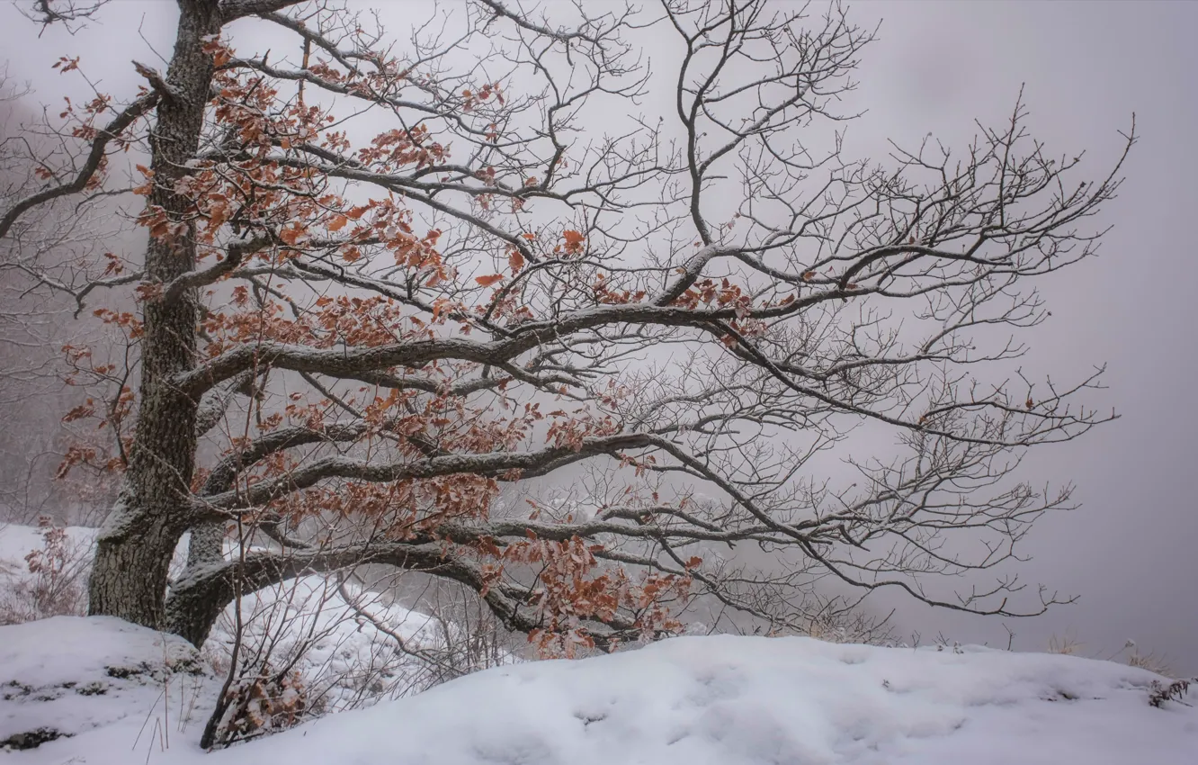 Photo wallpaper winter, nature, tree