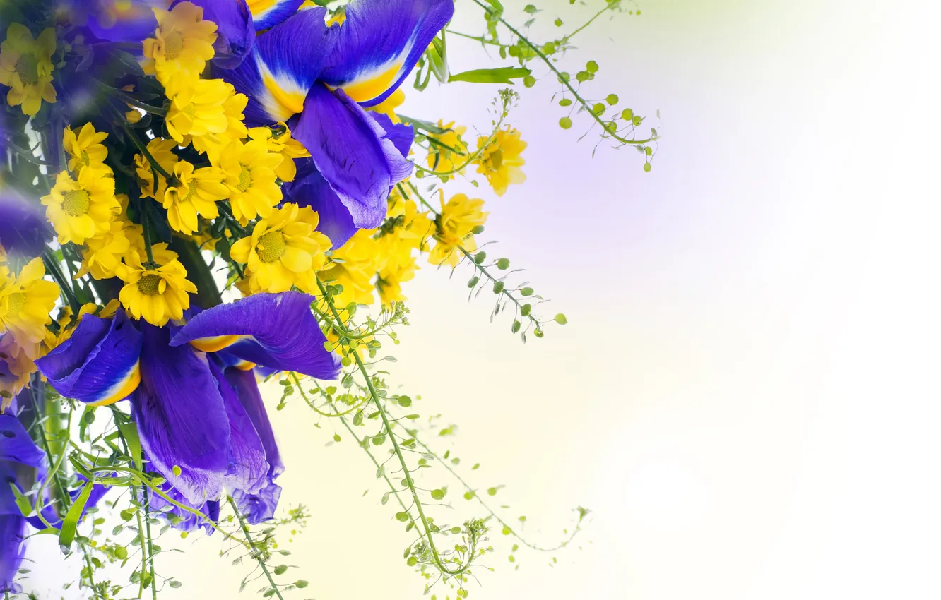 Photo wallpaper flowers, irises, chrysanthemum