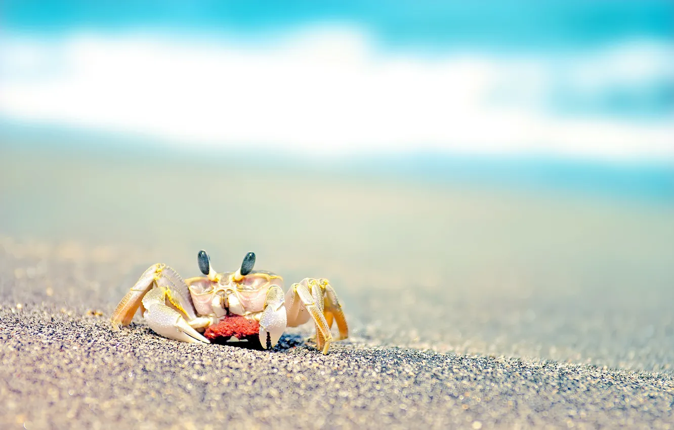 Photo wallpaper sand, sea, macro, crab