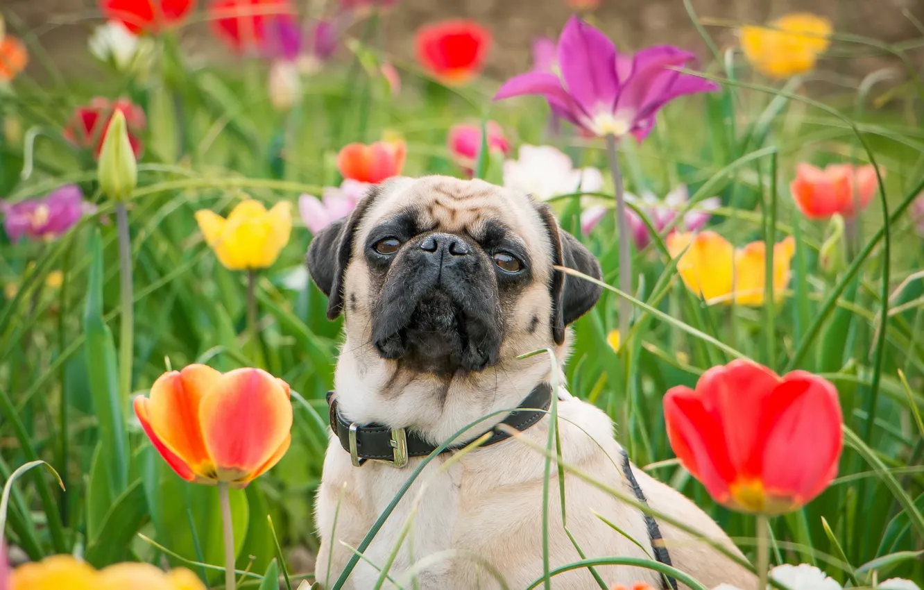 Photo wallpaper look, each, dog