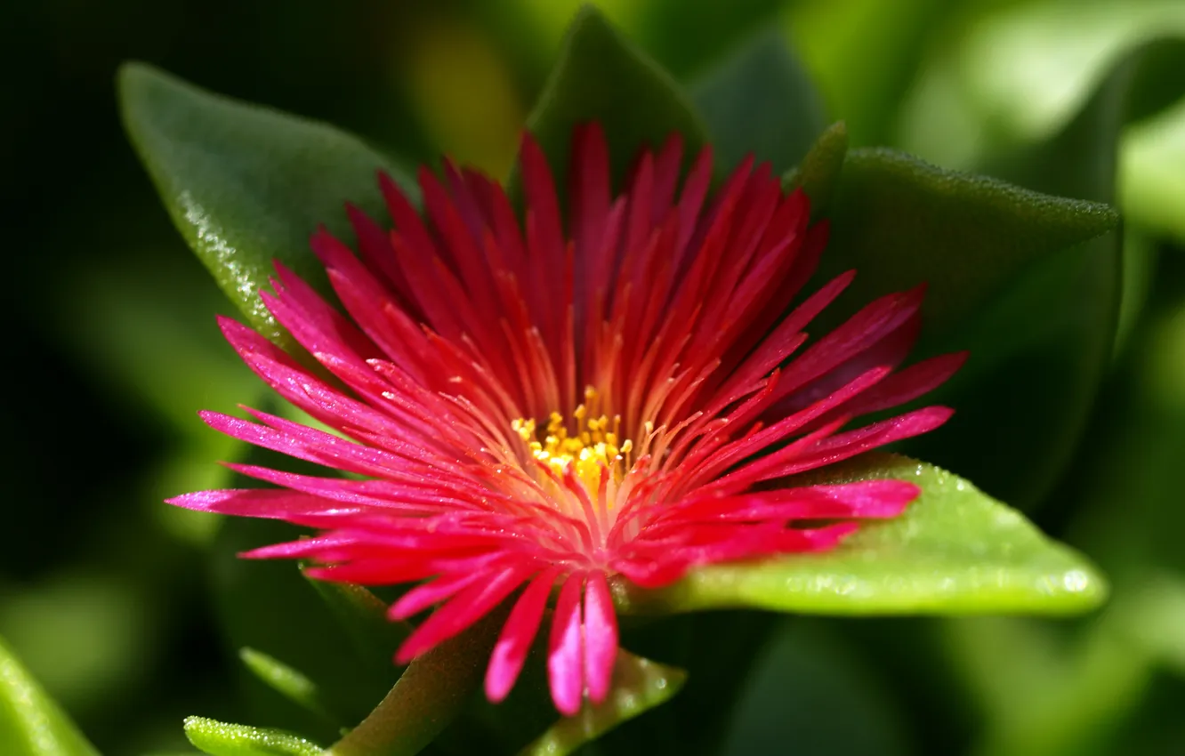 Photo wallpaper flowers, one, Tiny Beauty