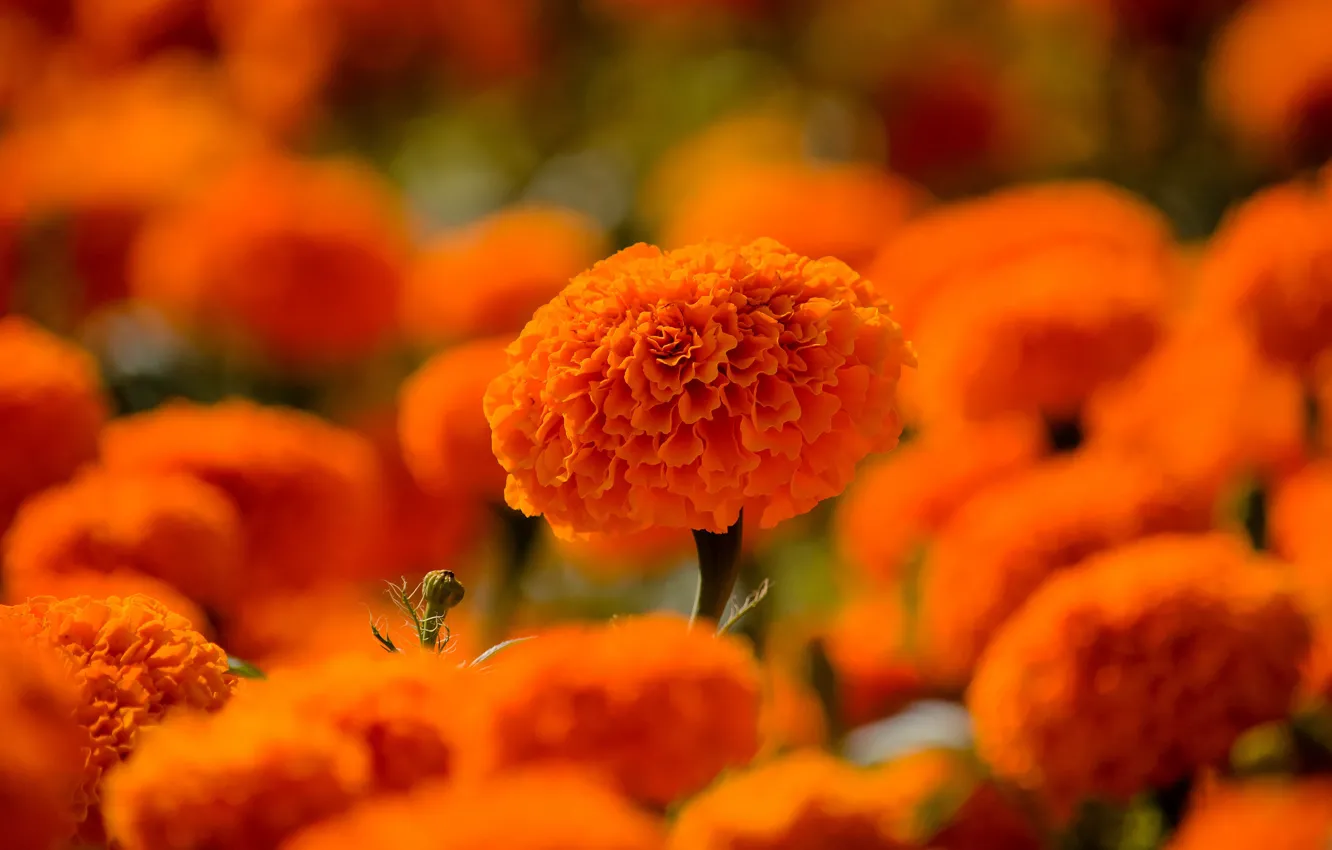 Photo wallpaper flowers, orange, bright, garden, flowerbed, a lot, bokeh, marigolds