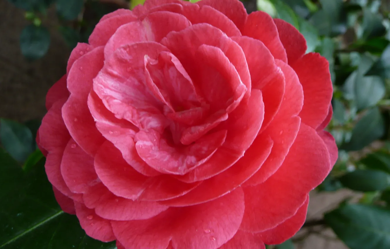 Photo wallpaper flower, hana, by ho4hoj, camelia