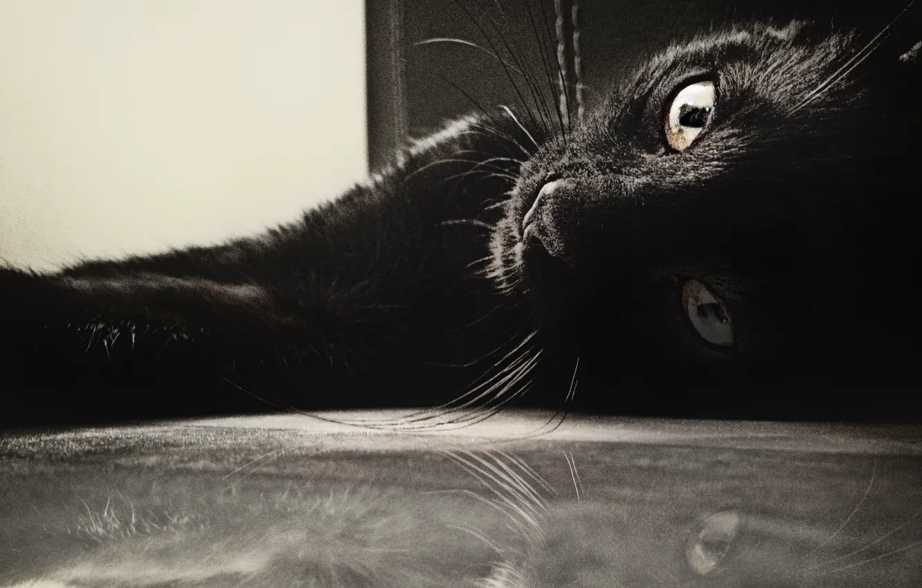 Photo wallpaper black, animals, cats