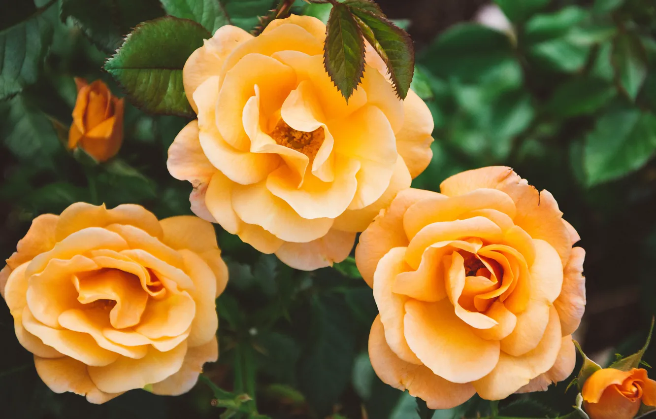 Photo wallpaper flowers, orange, petals