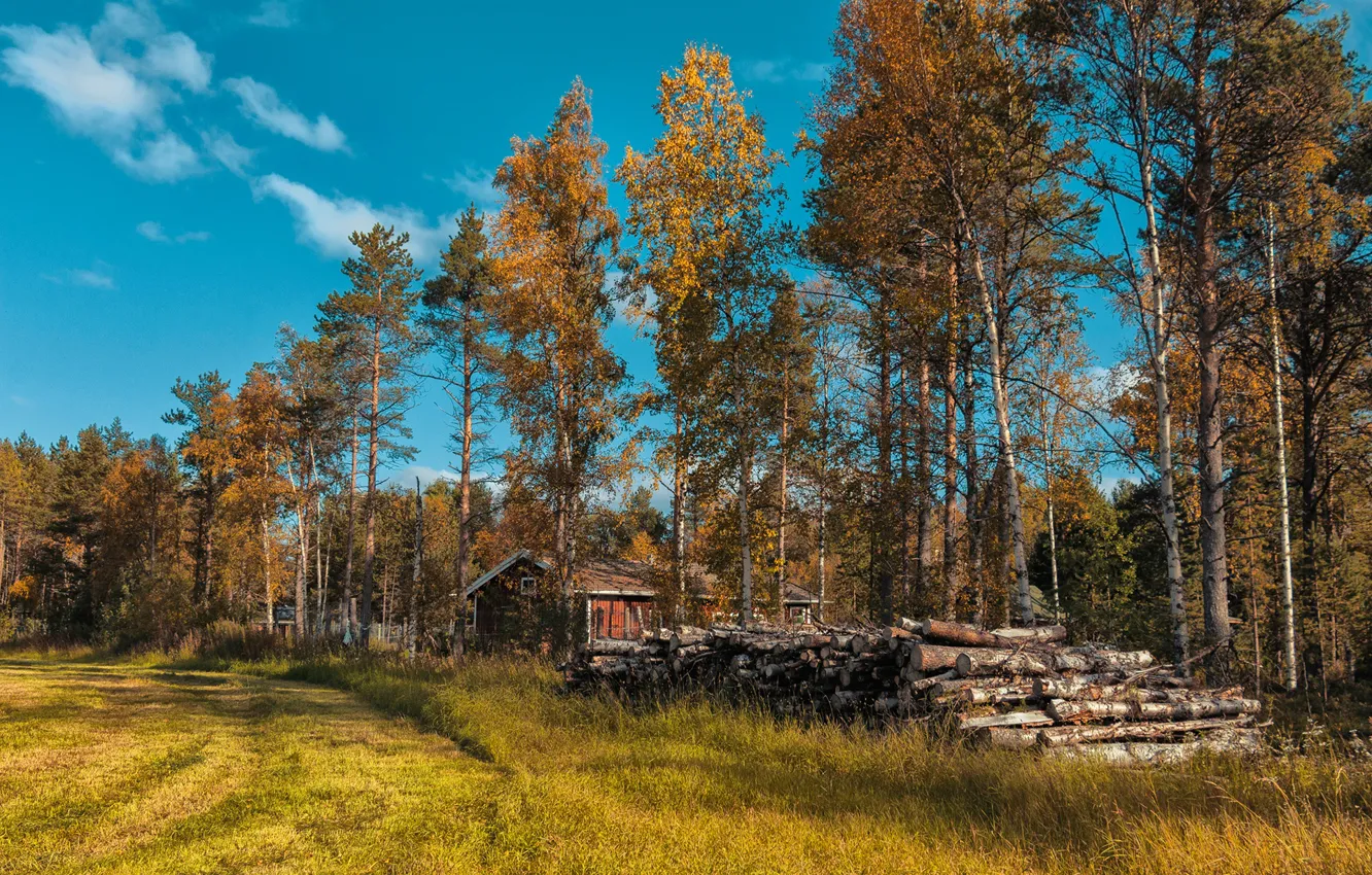 Photo wallpaper autumn, forest, grass, the sun, trees, glade, house, log