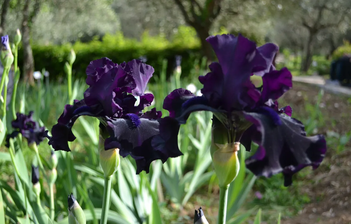Photo wallpaper flowers, spring, flowering, iris