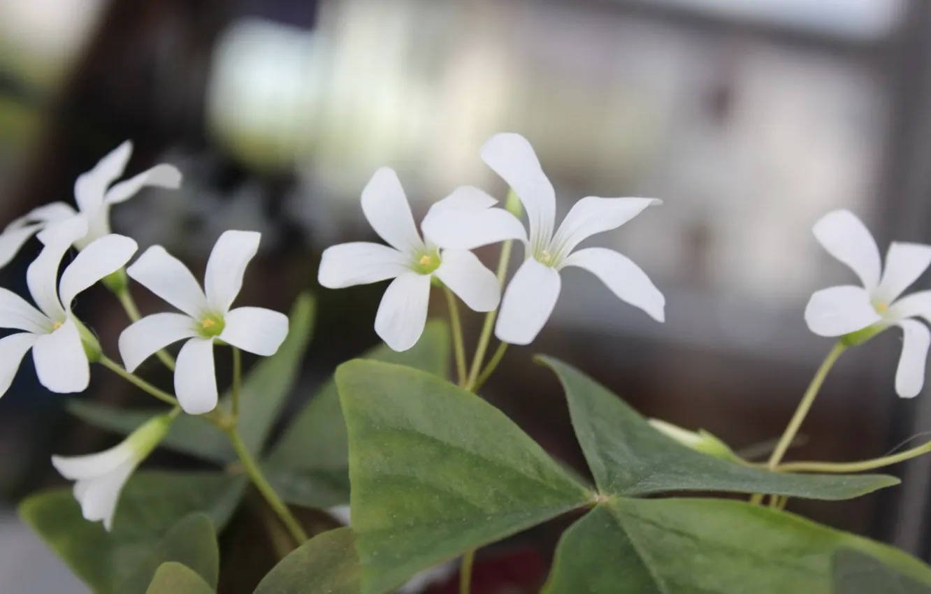 Photo wallpaper plant, petals, flowers