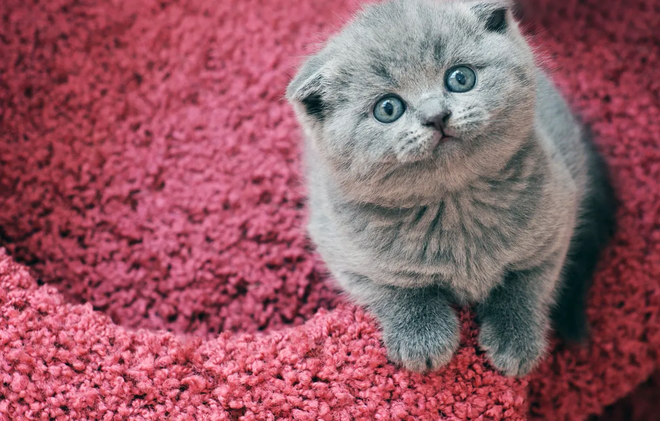 Photo wallpaper cat, look, kitty, grey, pile, face, sitting, British