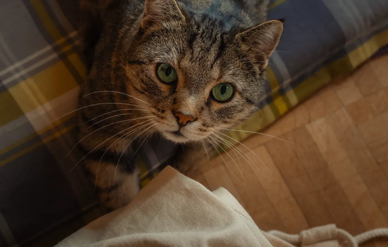 Photo wallpaper pose, look, cat, face, cat