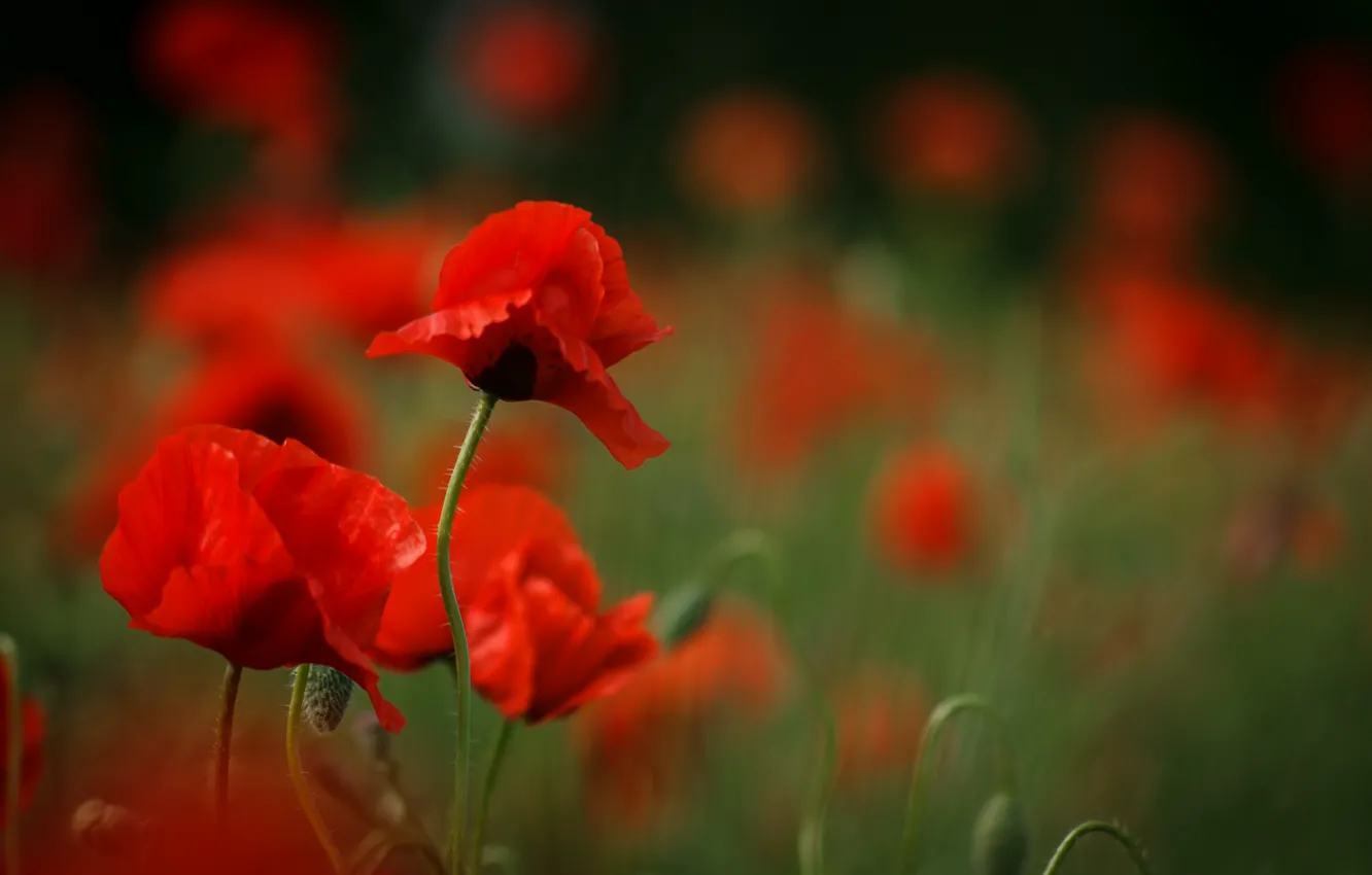 Photo wallpaper Spring, Spring, Bokeh, Bokeh, Red poppies, Red poppy