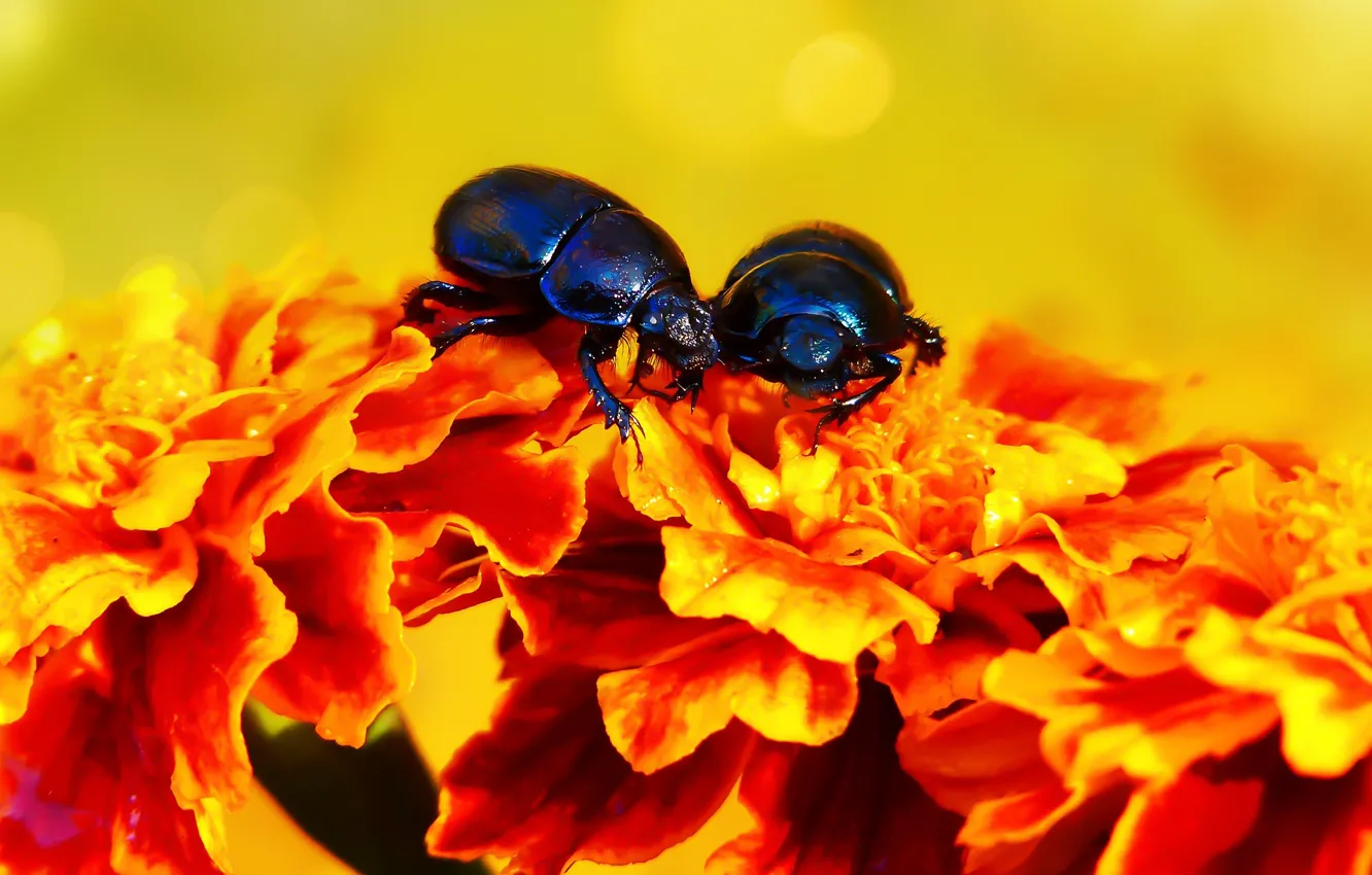 Photo wallpaper summer, macro, flowers, yellow, red, background, two, beetle