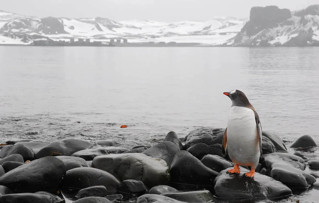 Photo wallpaper cold, sea, stones, horizon, penguin
