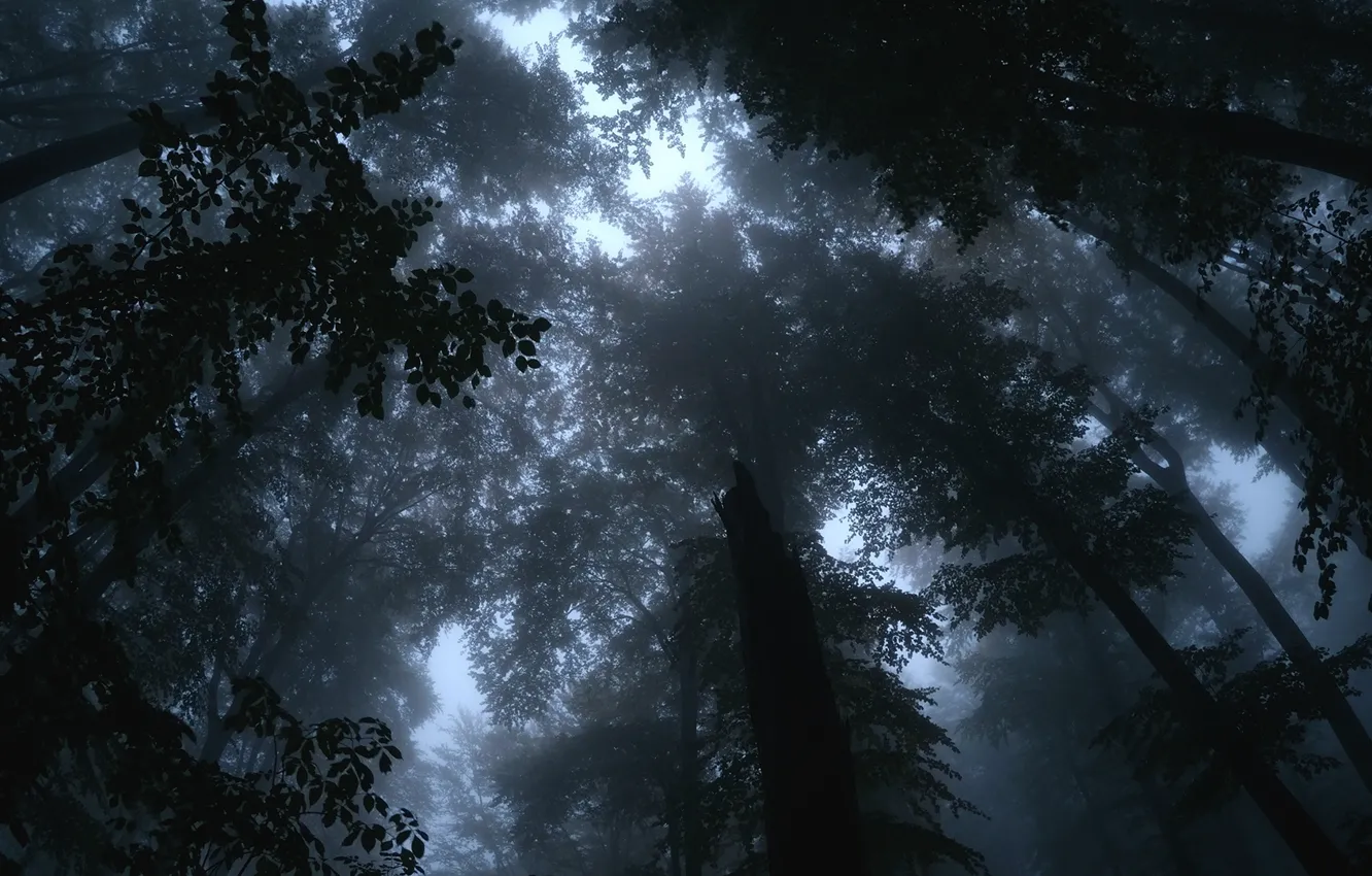 Photo wallpaper forest, trees, nature, twilight