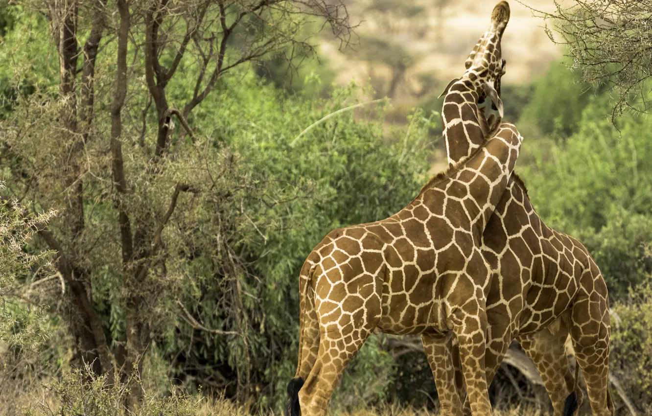 Photo wallpaper love, giraffes, a couple, weave, Kenya, neck, Kenya, Samburu national reserve