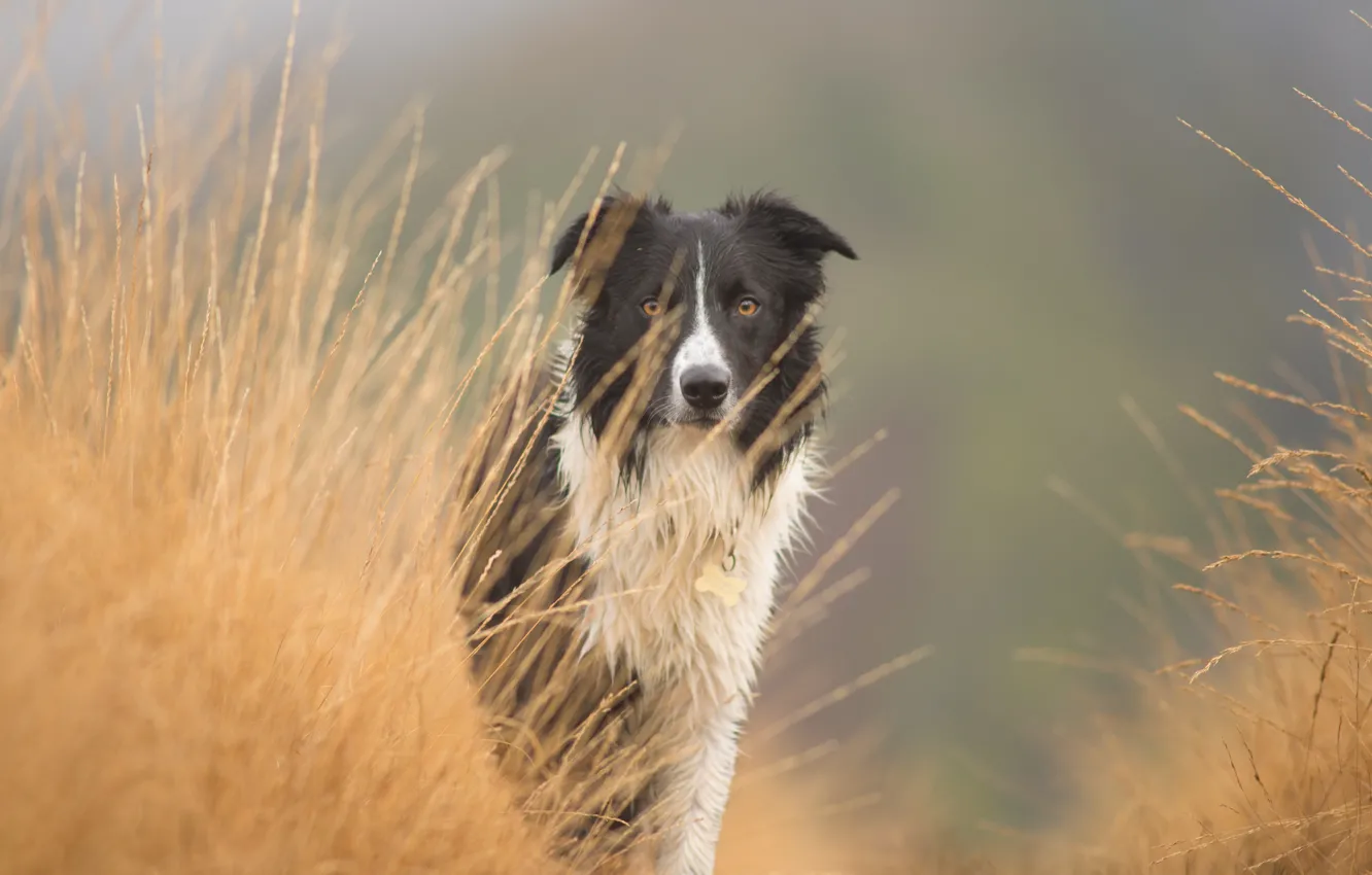 Photo wallpaper look, each, dog
