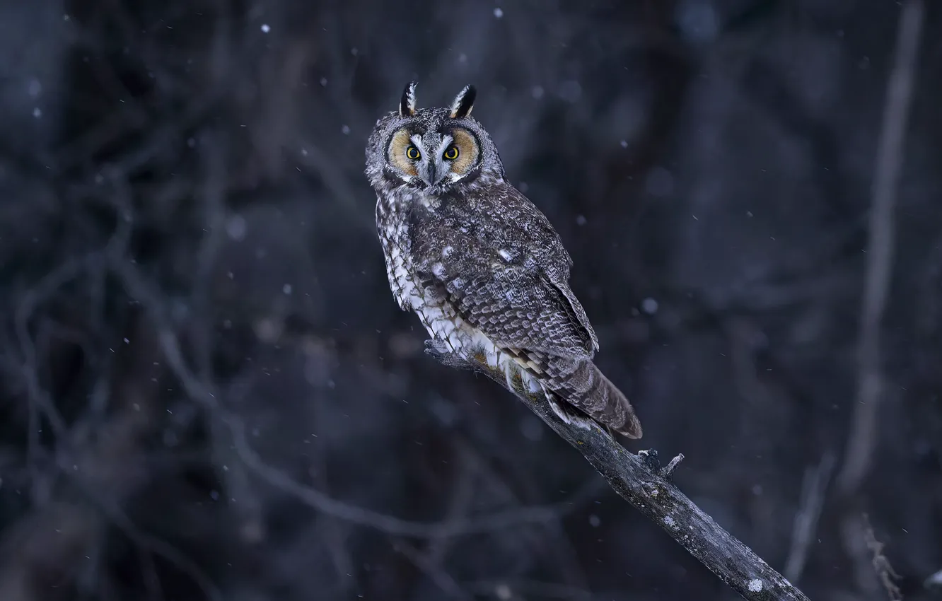 Photo wallpaper winter, look, snow, branches, nature, owl, bird, grey background
