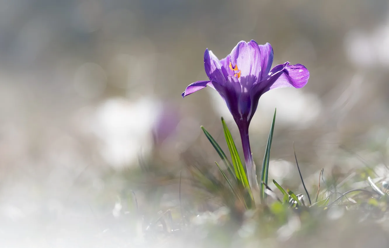 Photo wallpaper light, flowers, spring, crocuses, light background, lilac, bokeh