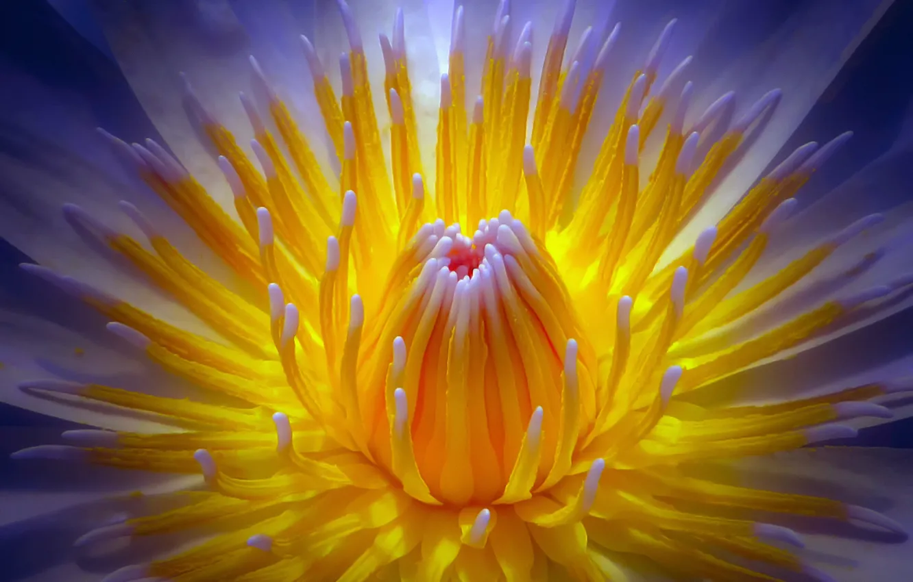Photo wallpaper flower, macro, mid