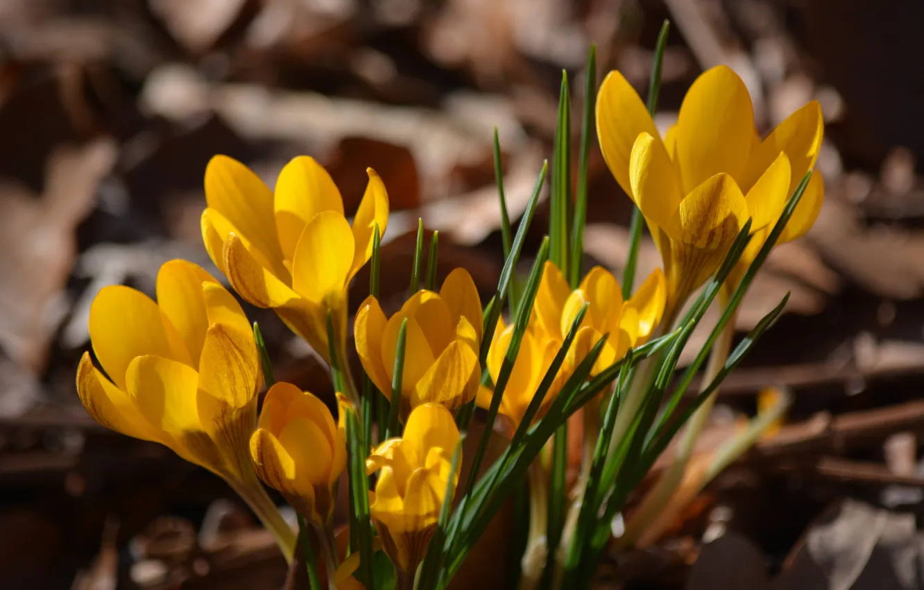 Photo wallpaper leaves, light, flowers, yellow, foliage, spring, crocuses, buds