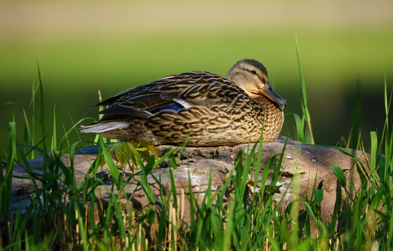 Photo wallpaper grass, stones, bird, duck, lies