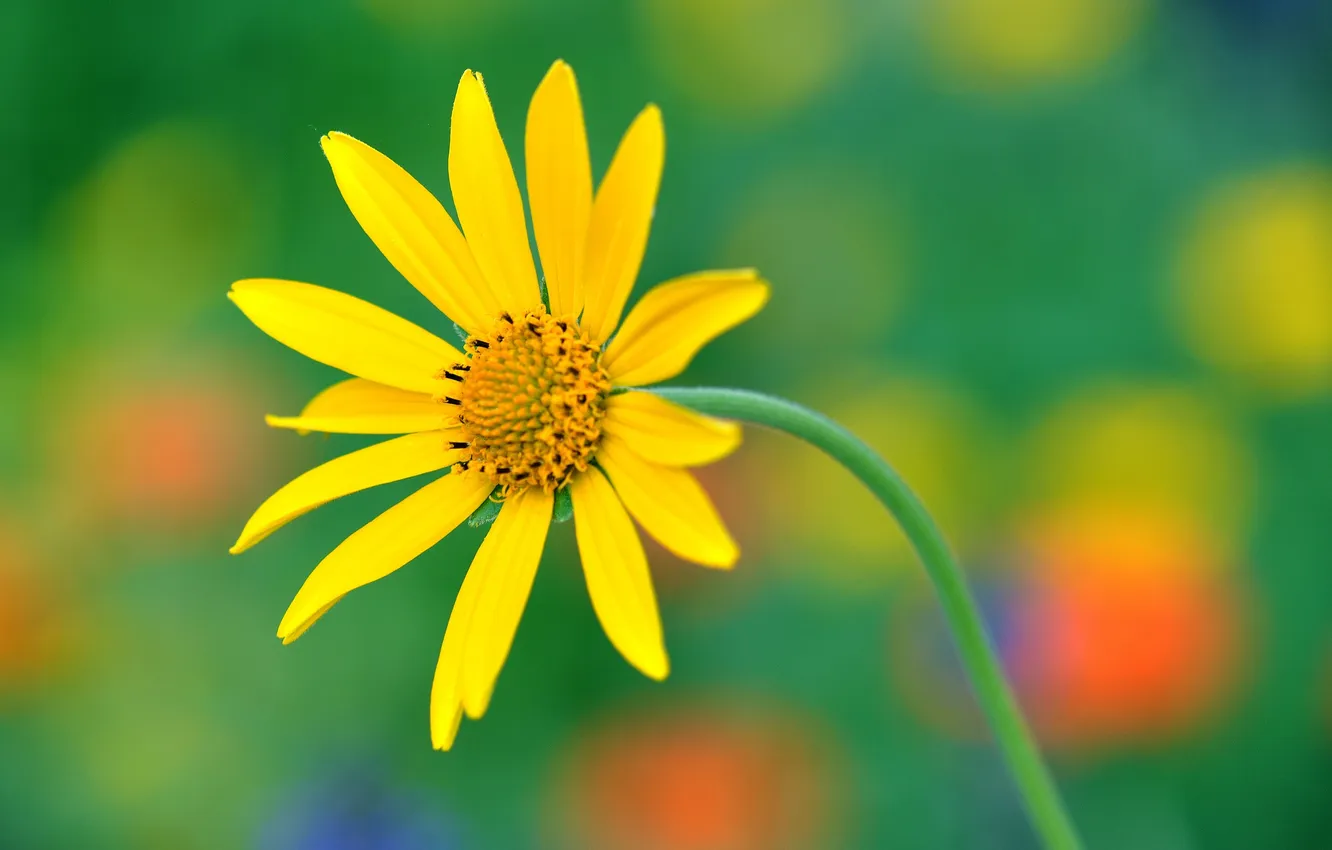 Photo wallpaper flowers, nature, plant, petals, stem