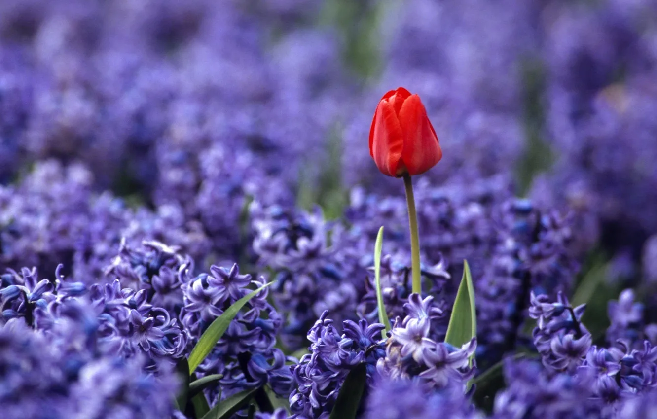 Photo wallpaper field, macro, flowers, blue, red, nature, glade, spring