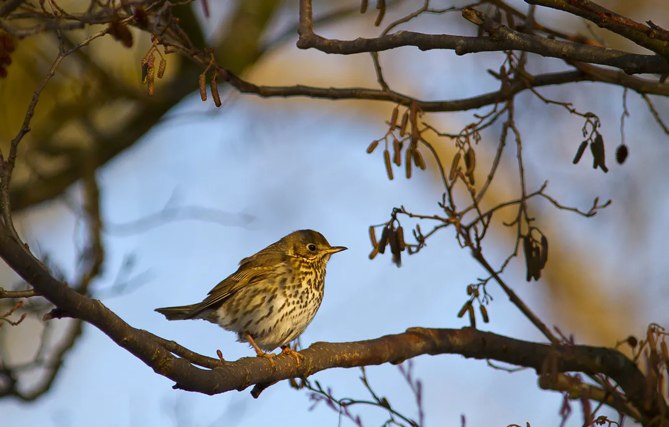 Photo wallpaper trees, branches, bird, earrings. spring