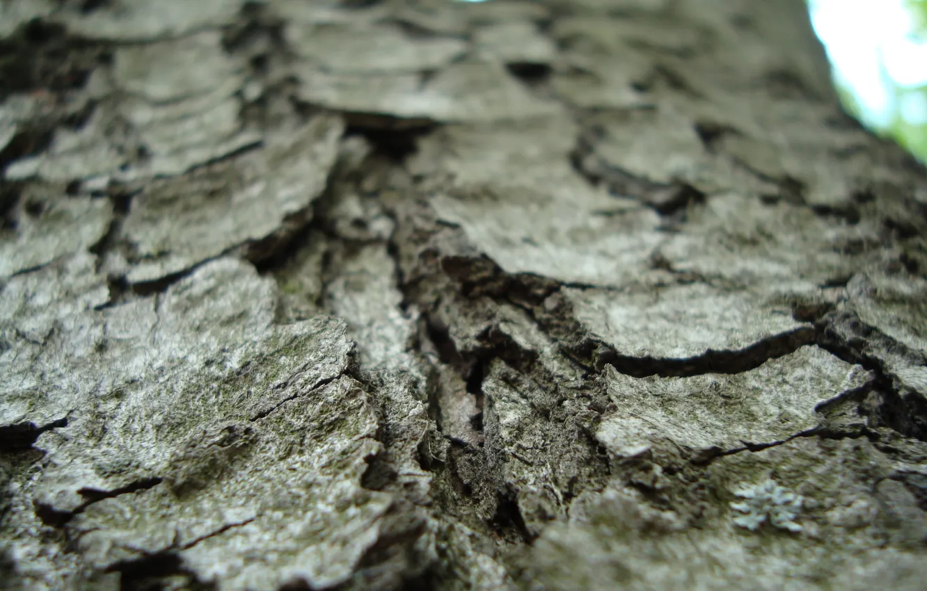 Photo wallpaper trees, nature, bark