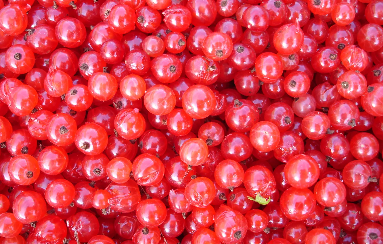 Photo wallpaper berries, food, red currant
