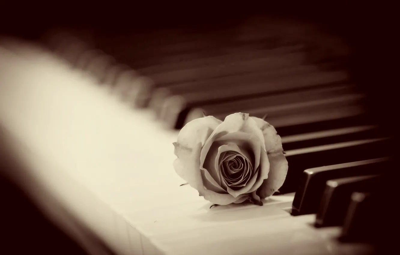 Photo wallpaper background, rose, piano