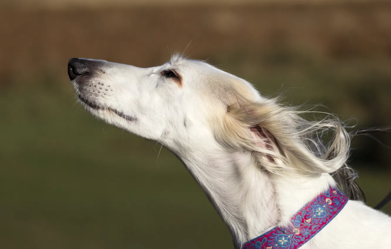 Photo wallpaper look, each, dog