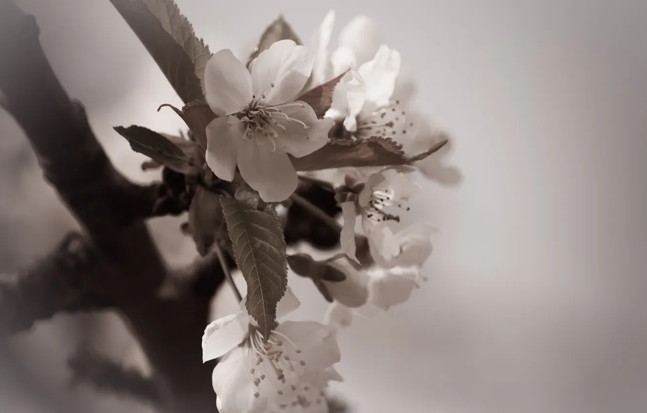 Photo wallpaper nature, spring, garden, Apple