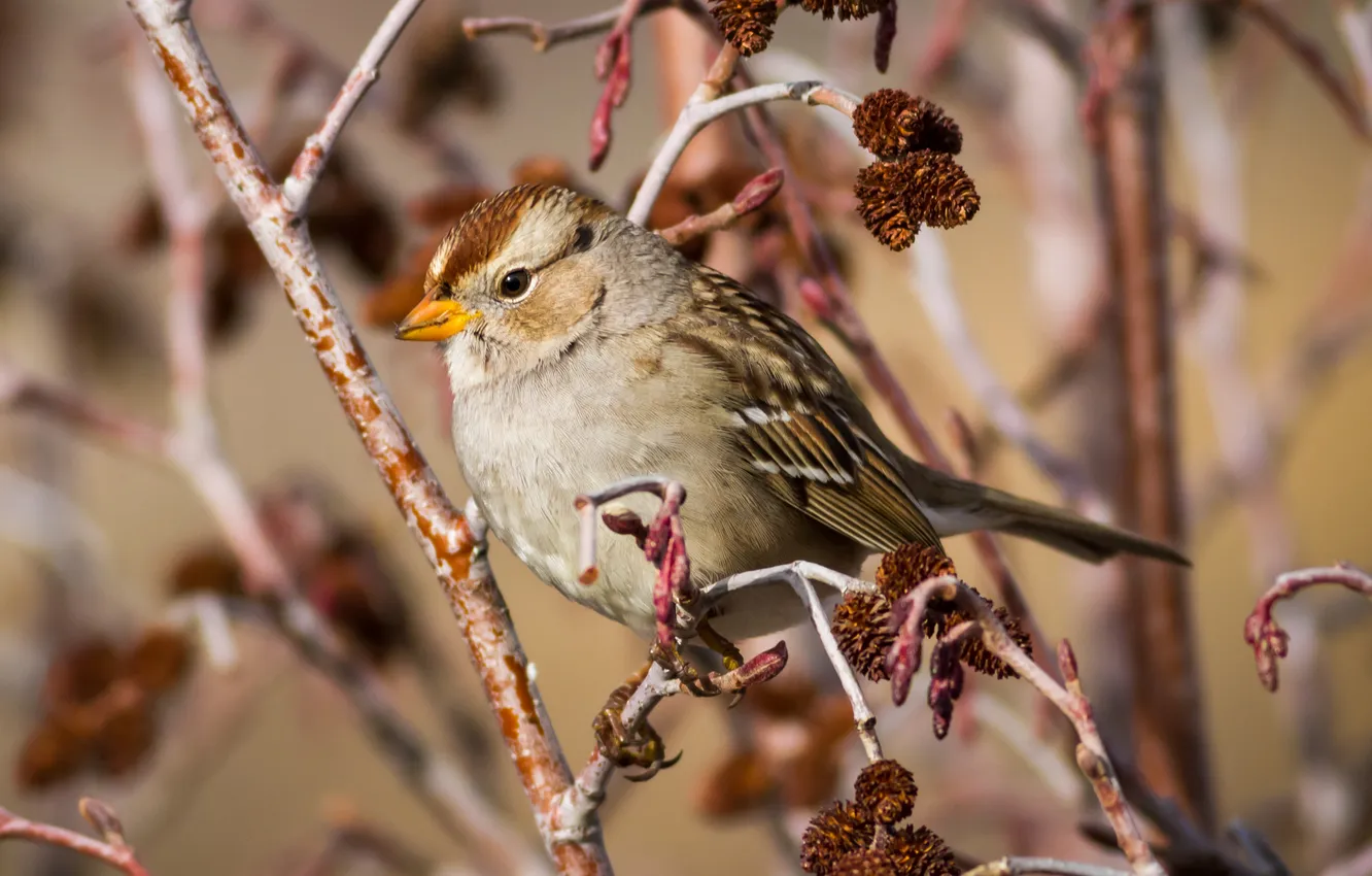 Photo wallpaper branches, tree, branch, bird, Sparrow