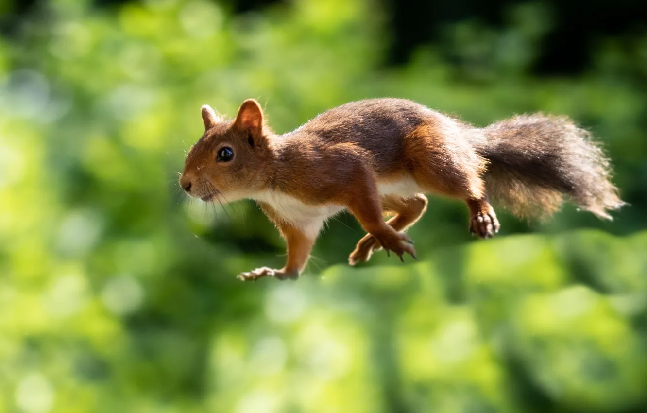 Photo wallpaper background, jump, protein, red, flight